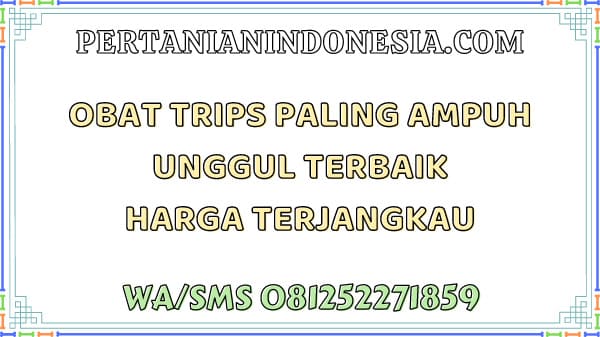 Obat Trips Paling Ampuh Unggul Terbaik Harga Terjangkau